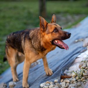 Recenzie Chalupa Zátišie