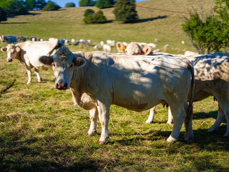 Čo je NAJVIAC na Zátiší? Chalupa Zátišie